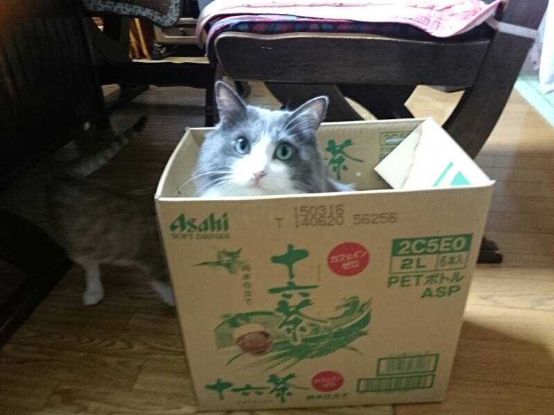 薺