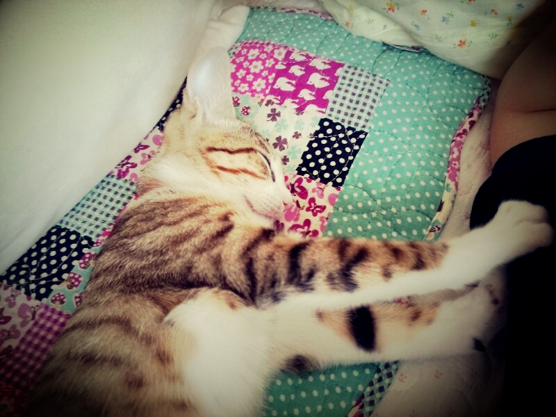 ɂɂczzz