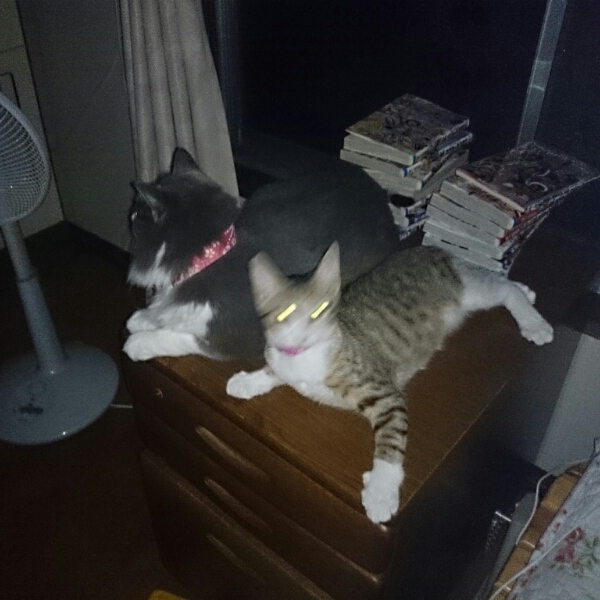 ̂ӂBB