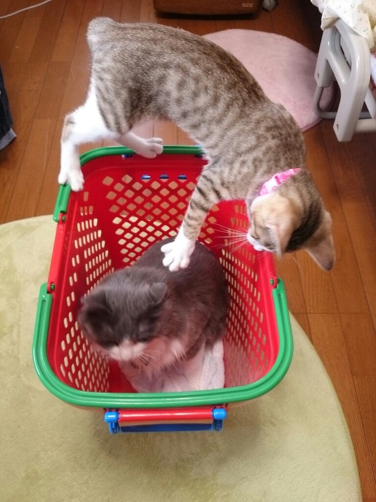  ォ`˂`