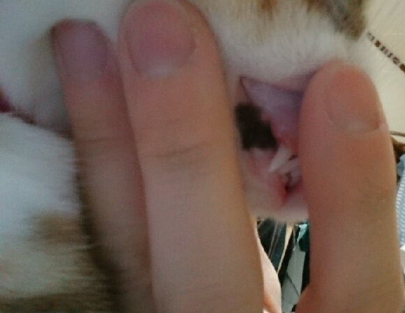˂̓cII