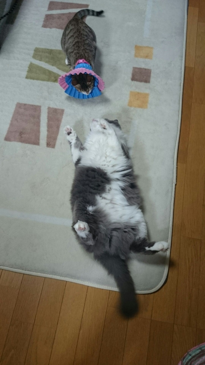 ɂ[I퓬ԐcH