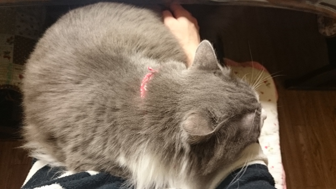 ߂炵