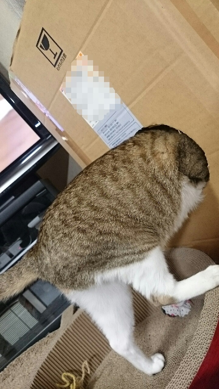 ӂӁ`