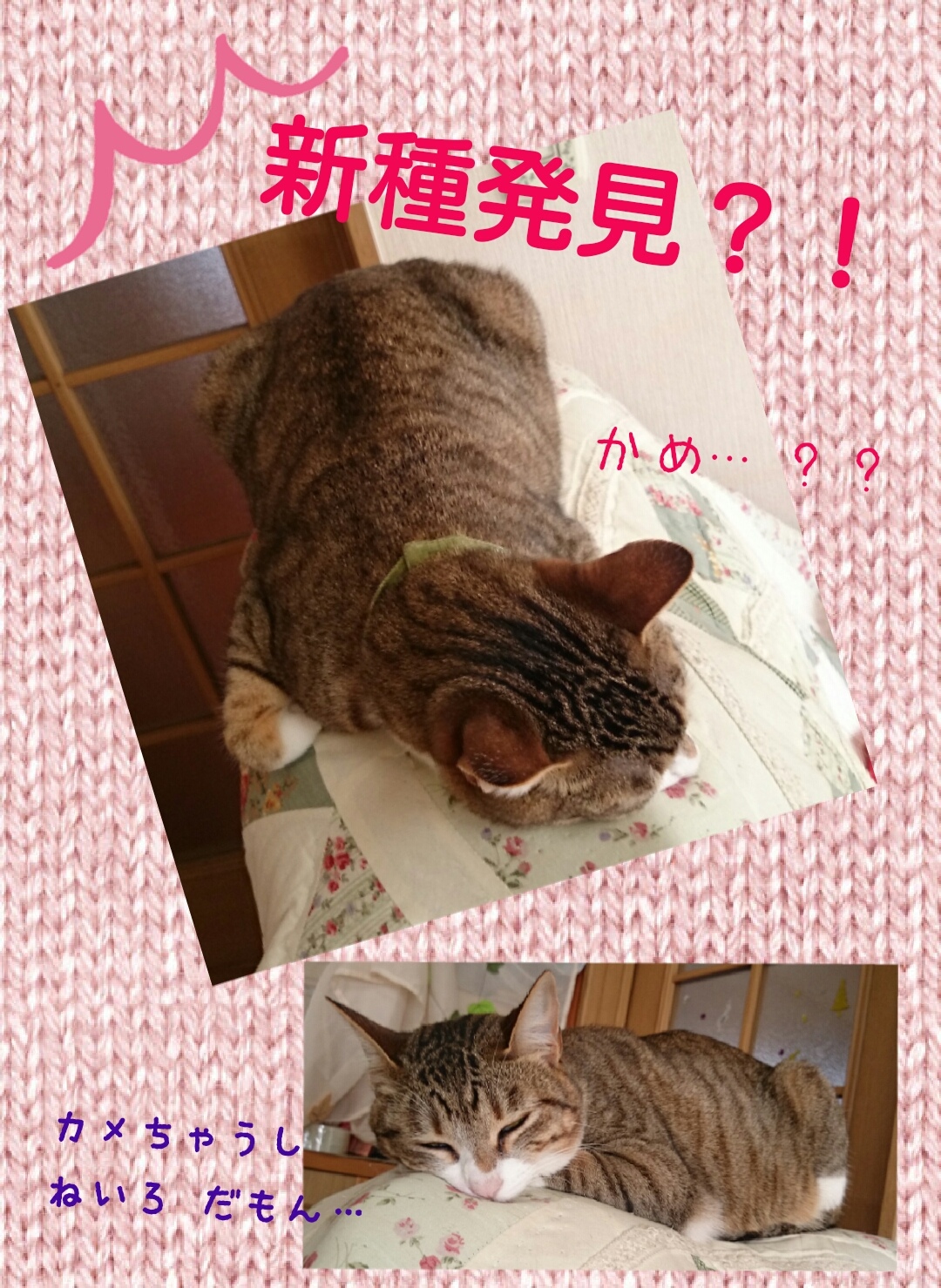 V픭HI