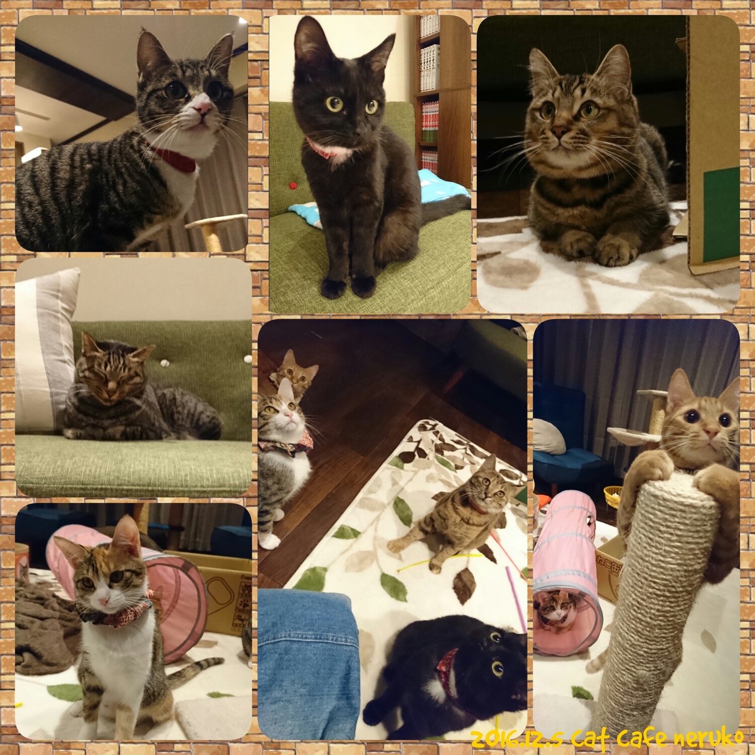 cat cafe ˂邱